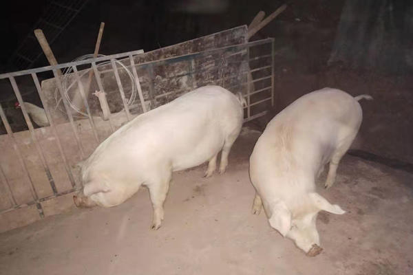 养足8个月的以上土猪肉是什么味道? 养足8个月的以上土猪肉是什么味道?