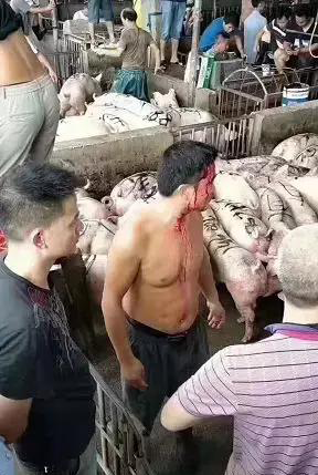 受非瘟影响,全国猪肉价格仍成上涨趋势,猪肉小摊贩:收猪难啊! 受非瘟影响,全国猪肉价格仍成上涨趋势,猪肉小摊贩:收猪难啊!