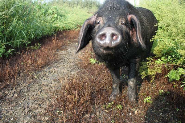 的一个古老的地方猪种,有大(大民猪),中(二民猪),小(荷包猪)种类型